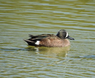 Blue-winged Teal, ML90161141