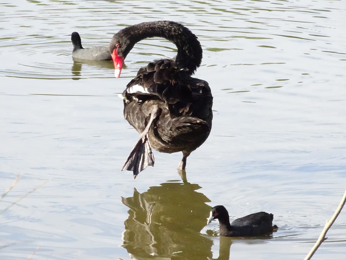 Black Swan - Richard Murray