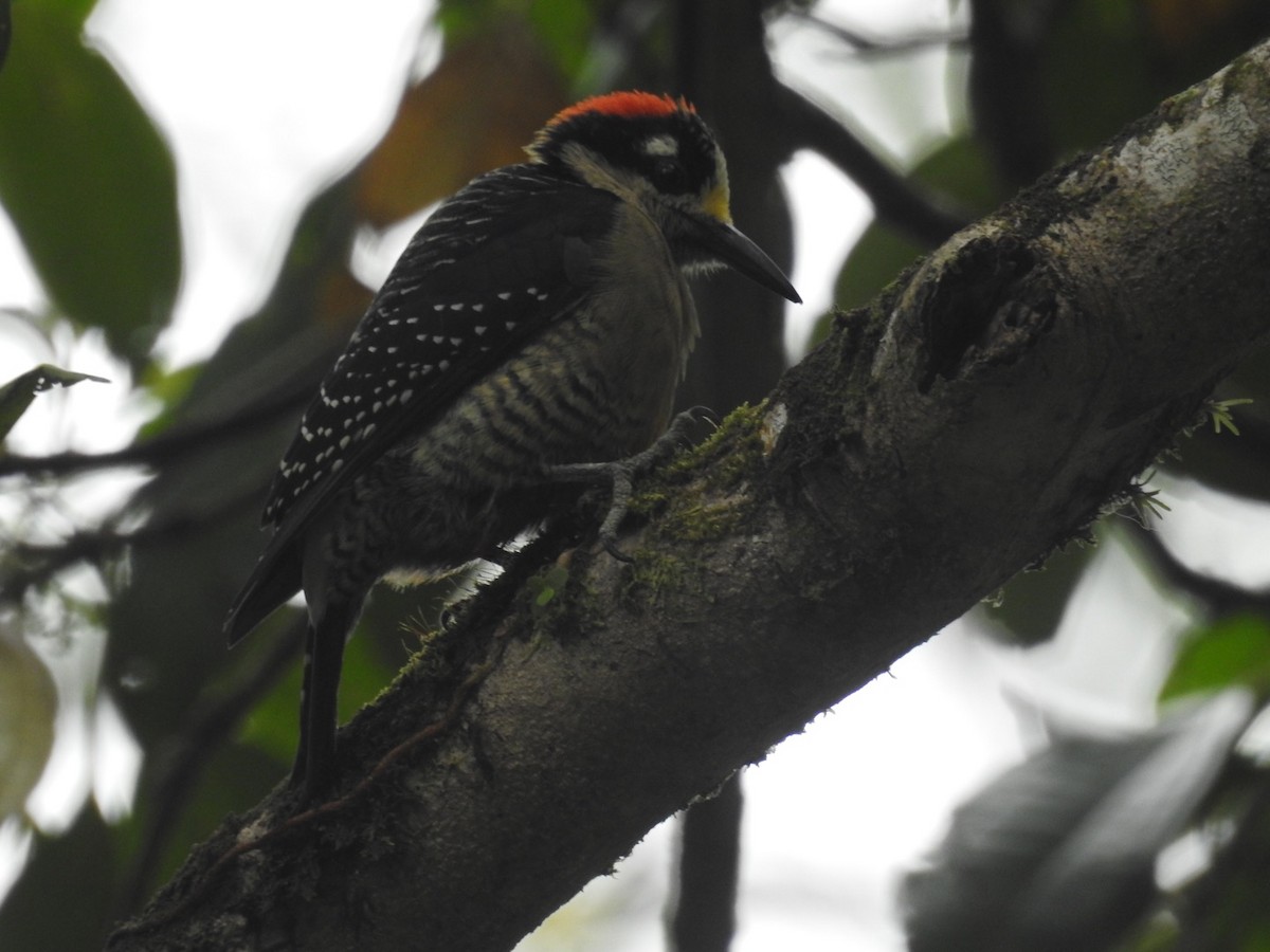 Black-cheeked Woodpecker - ML90162301