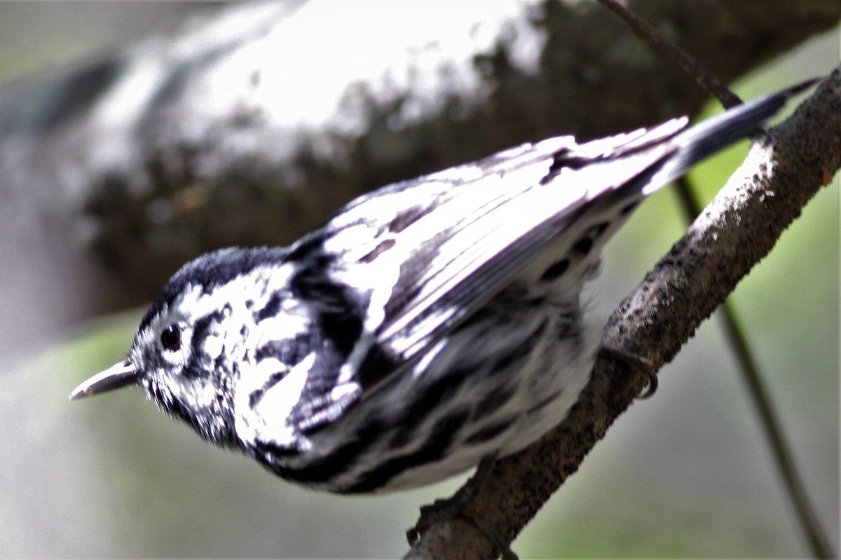 Black-and-white Warbler - Michael Clay