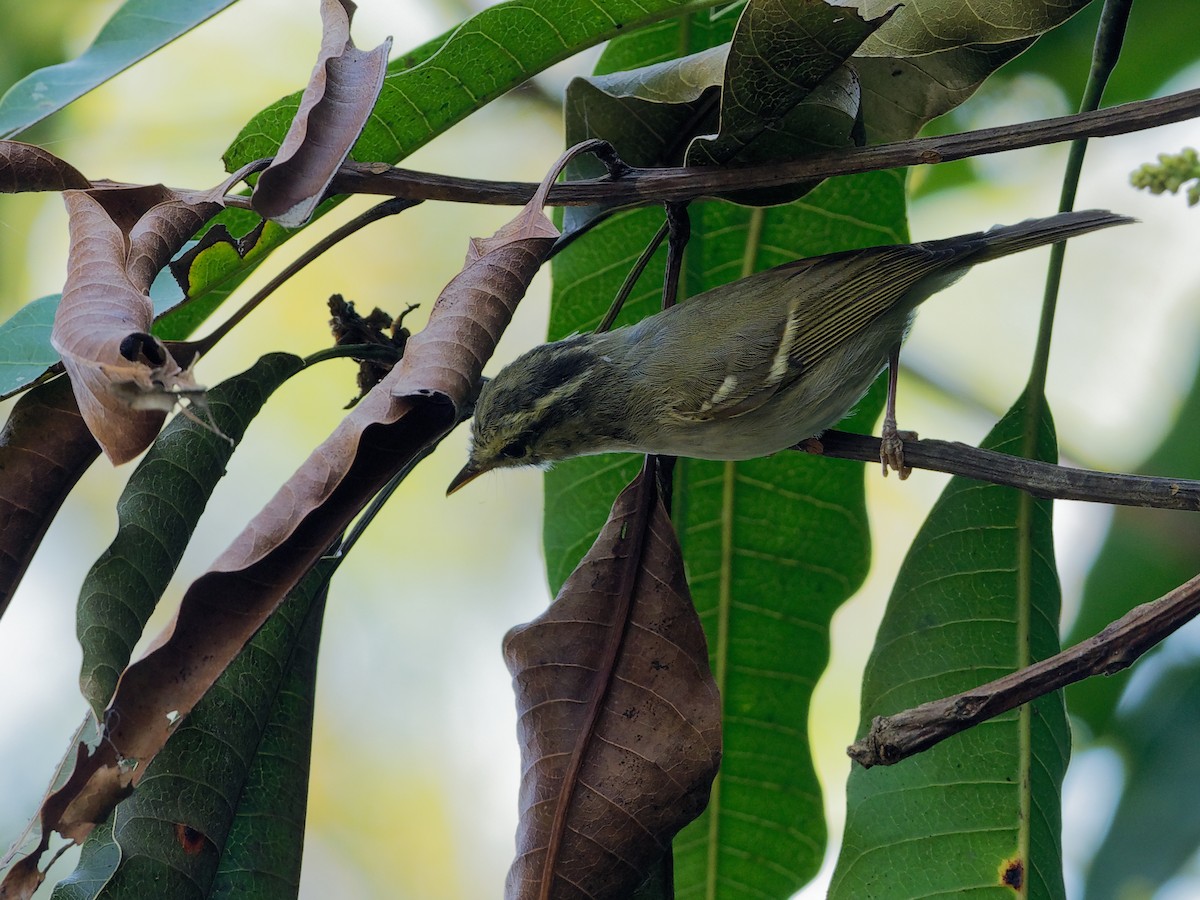 Blyth's/Claudia's/Hartert's Leaf Warbler - Vincent Wang
