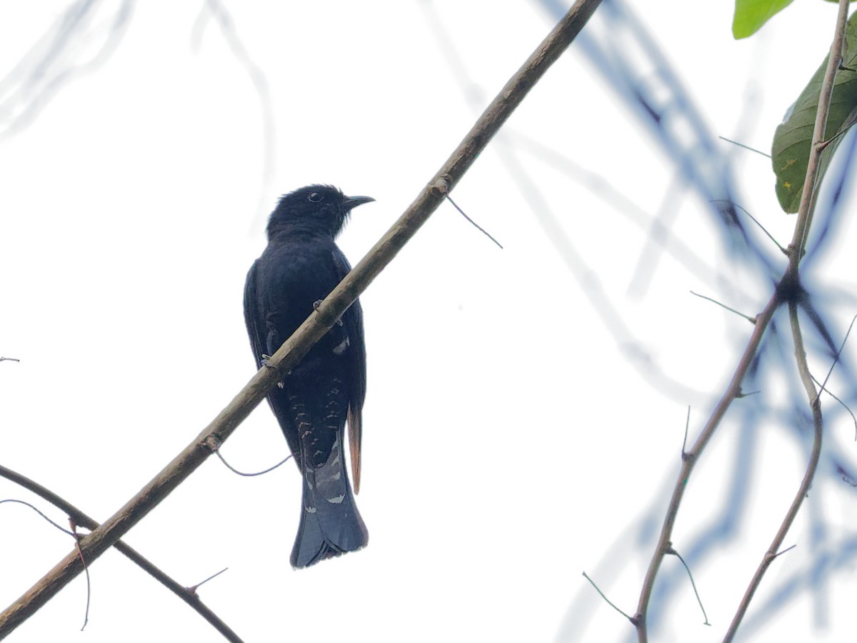 Square-tailed Drongo-Cuckoo - ML90163771