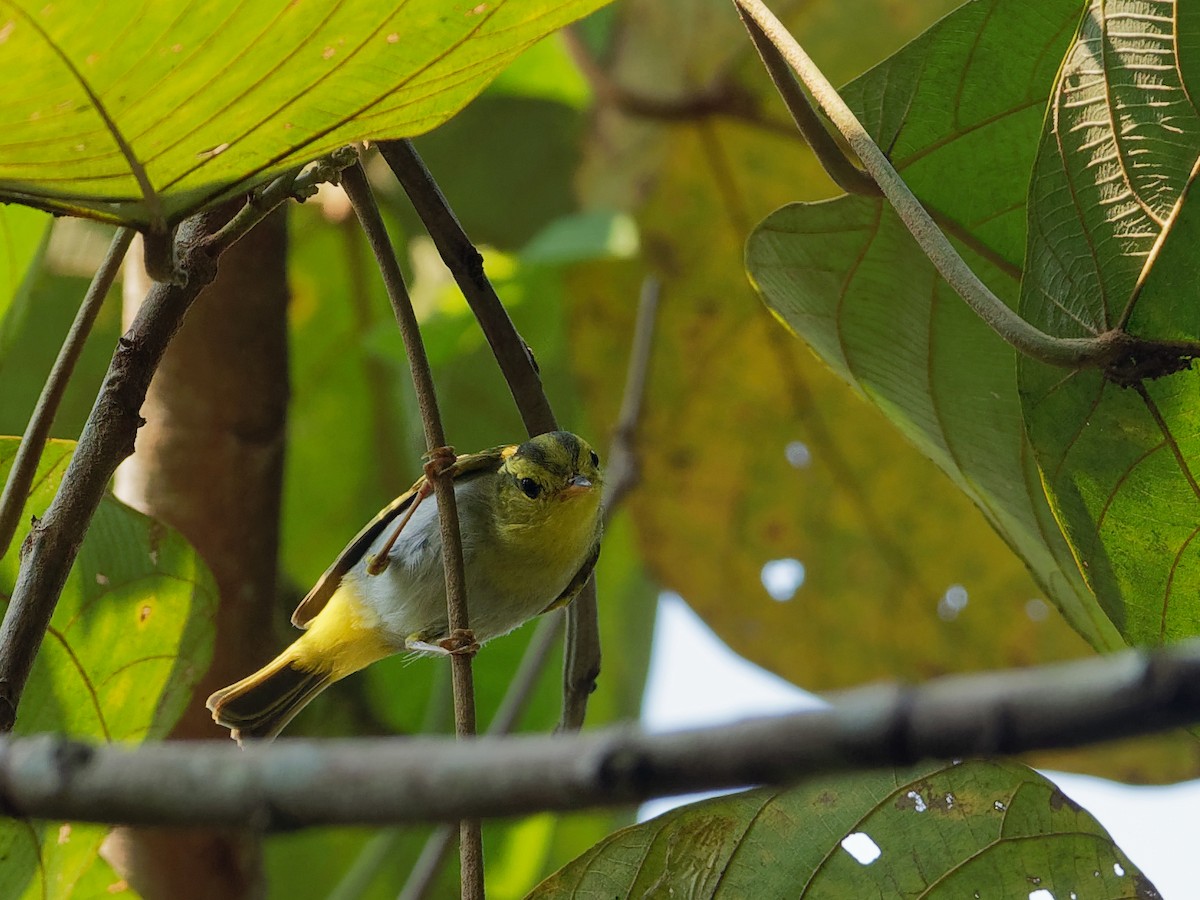 Yellow-vented Warbler - ML90164001