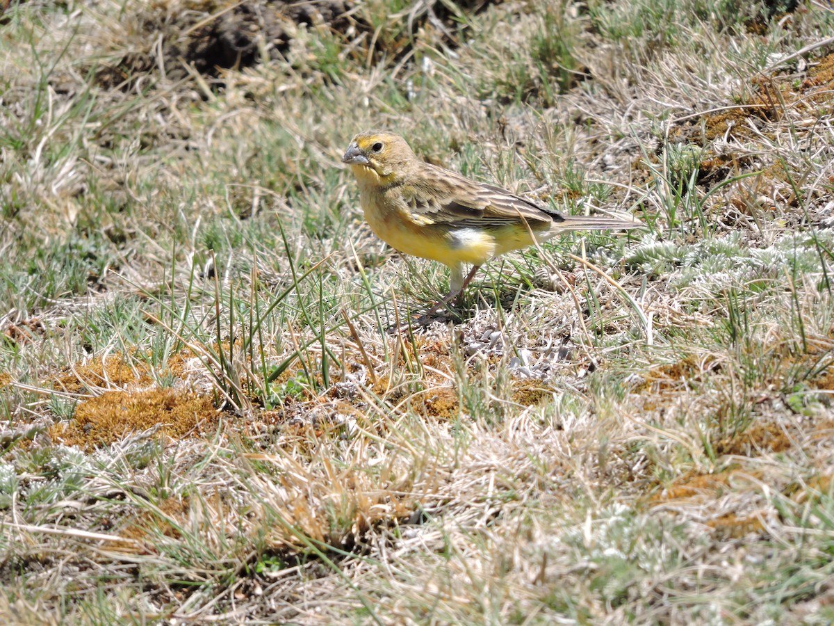 Grassland Yellow-Finch - ML90165261