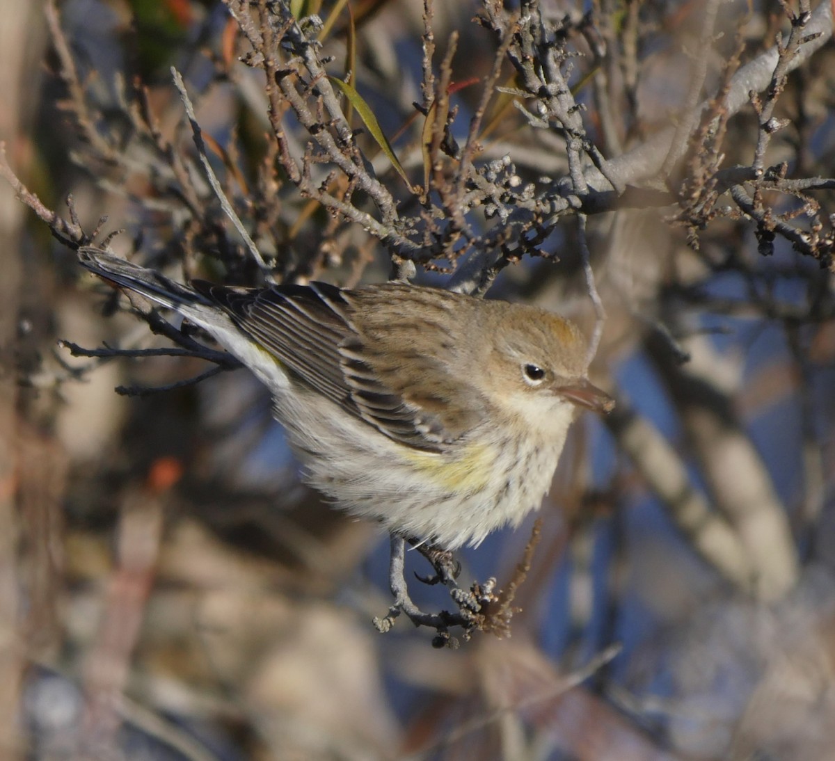 Yellow-rumped Warbler (Myrtle) - Roger Horn