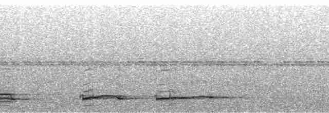 Tinamou vermiculé - ML90169