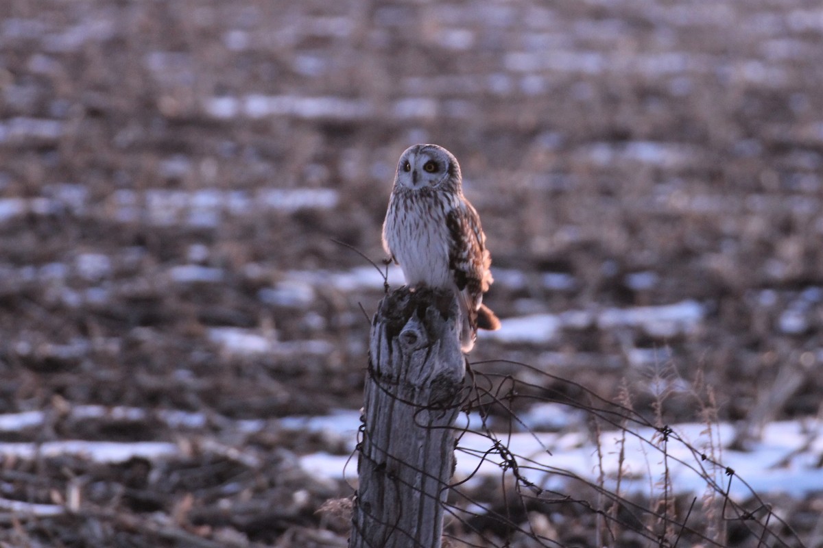 Short-eared Owl - ML90169051