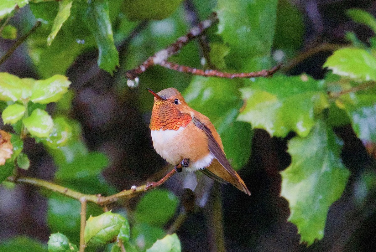 Rufous Hummingbird - Allen Bond