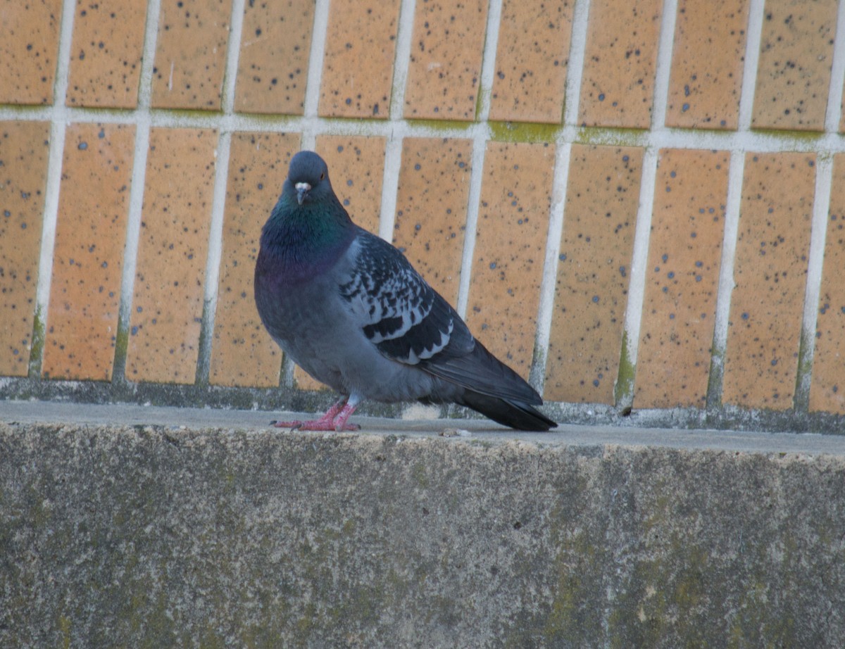 Rock Pigeon (Feral Pigeon) - ML90174201