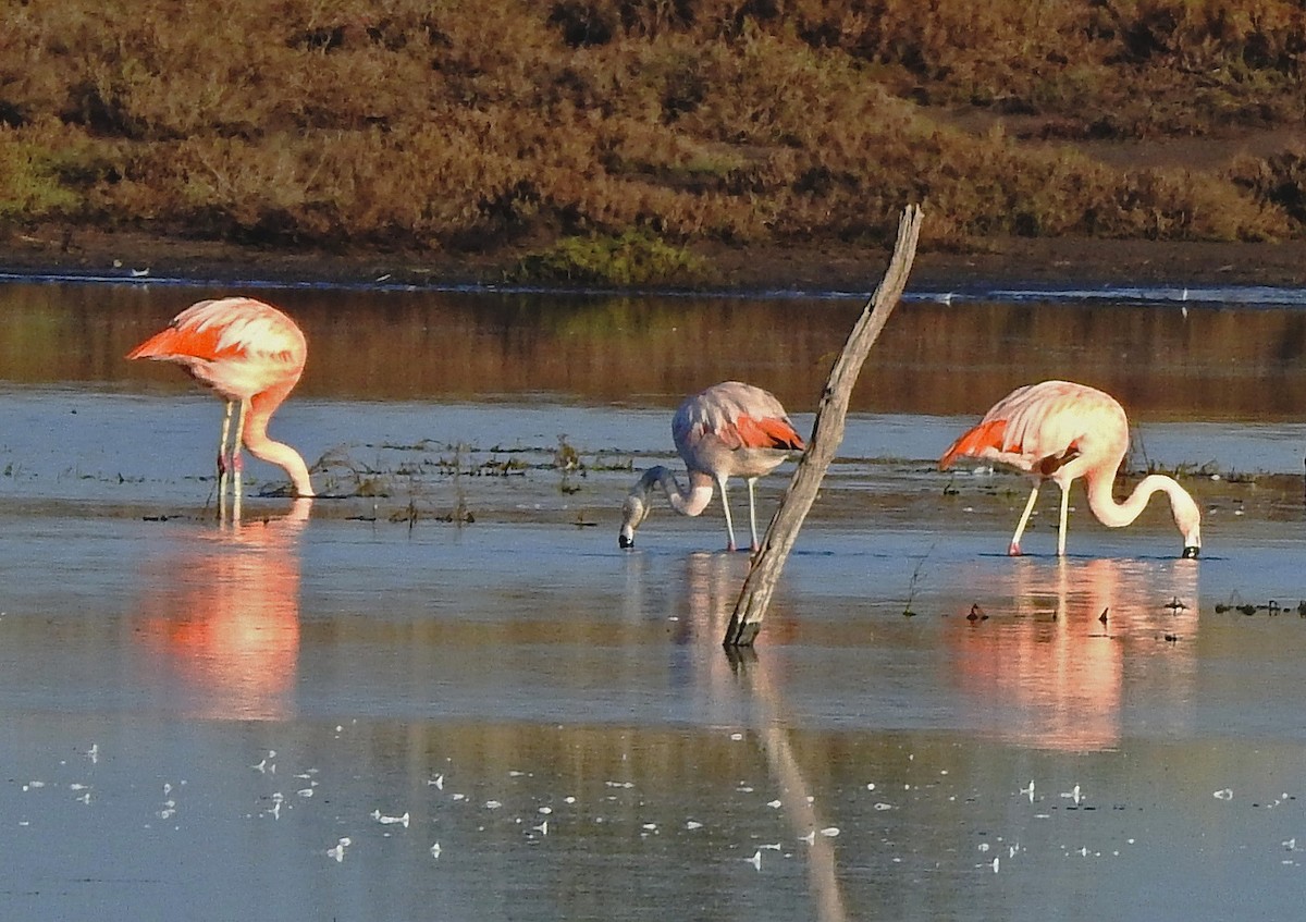 Chilean Flamingo - ML90177261