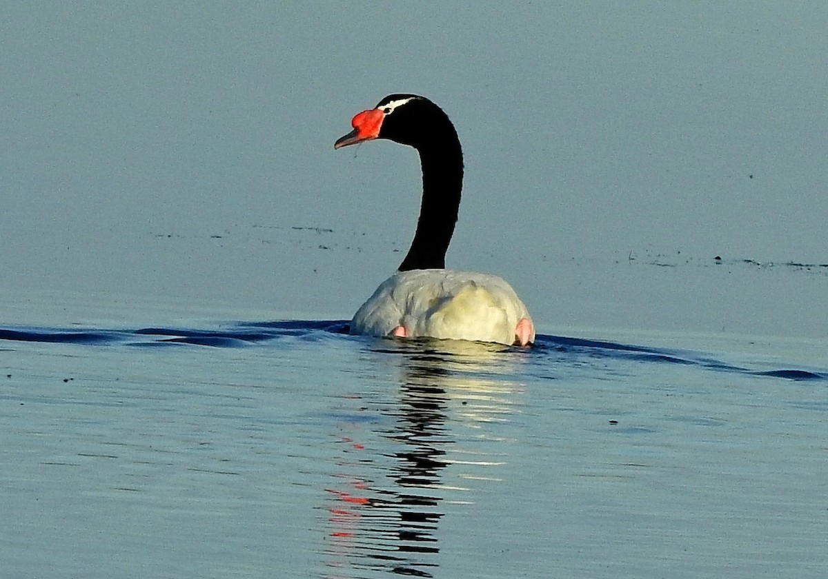 Black-necked Swan - ML90177451