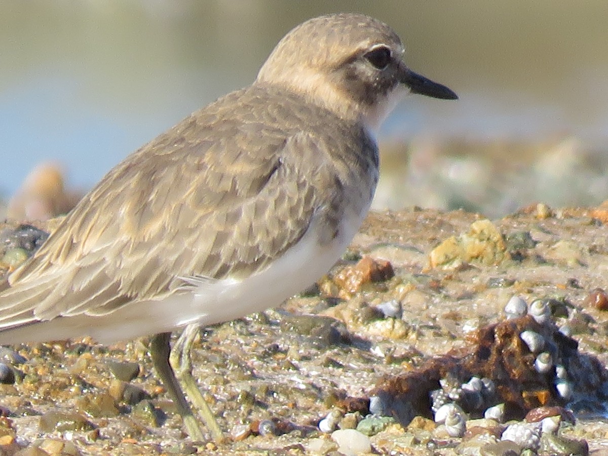 Double-banded Plover - ML90177501