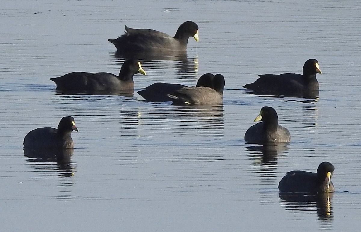 White-winged Coot - ML90178141