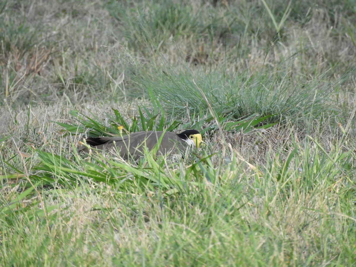 Masked Lapwing (Black-shouldered) - Anonymous