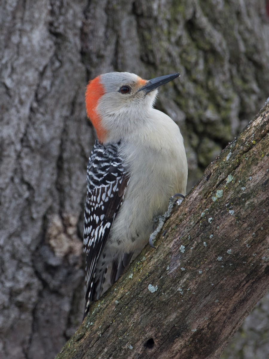 Red-bellied Woodpecker - ML90179301