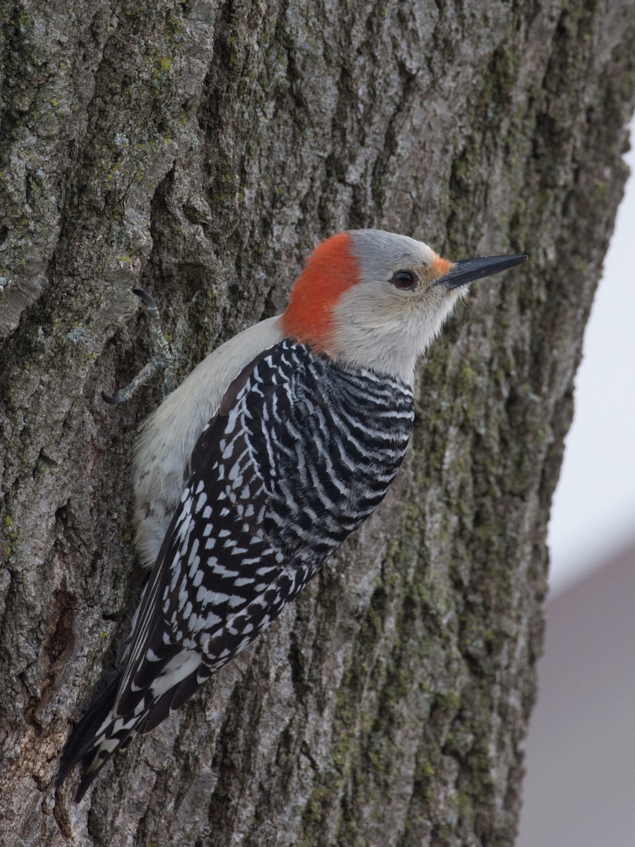 Red-bellied Woodpecker - ML90179311