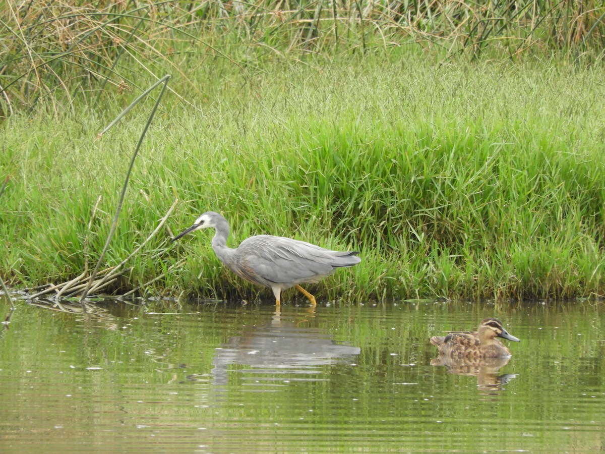White-faced Heron - Anonymous