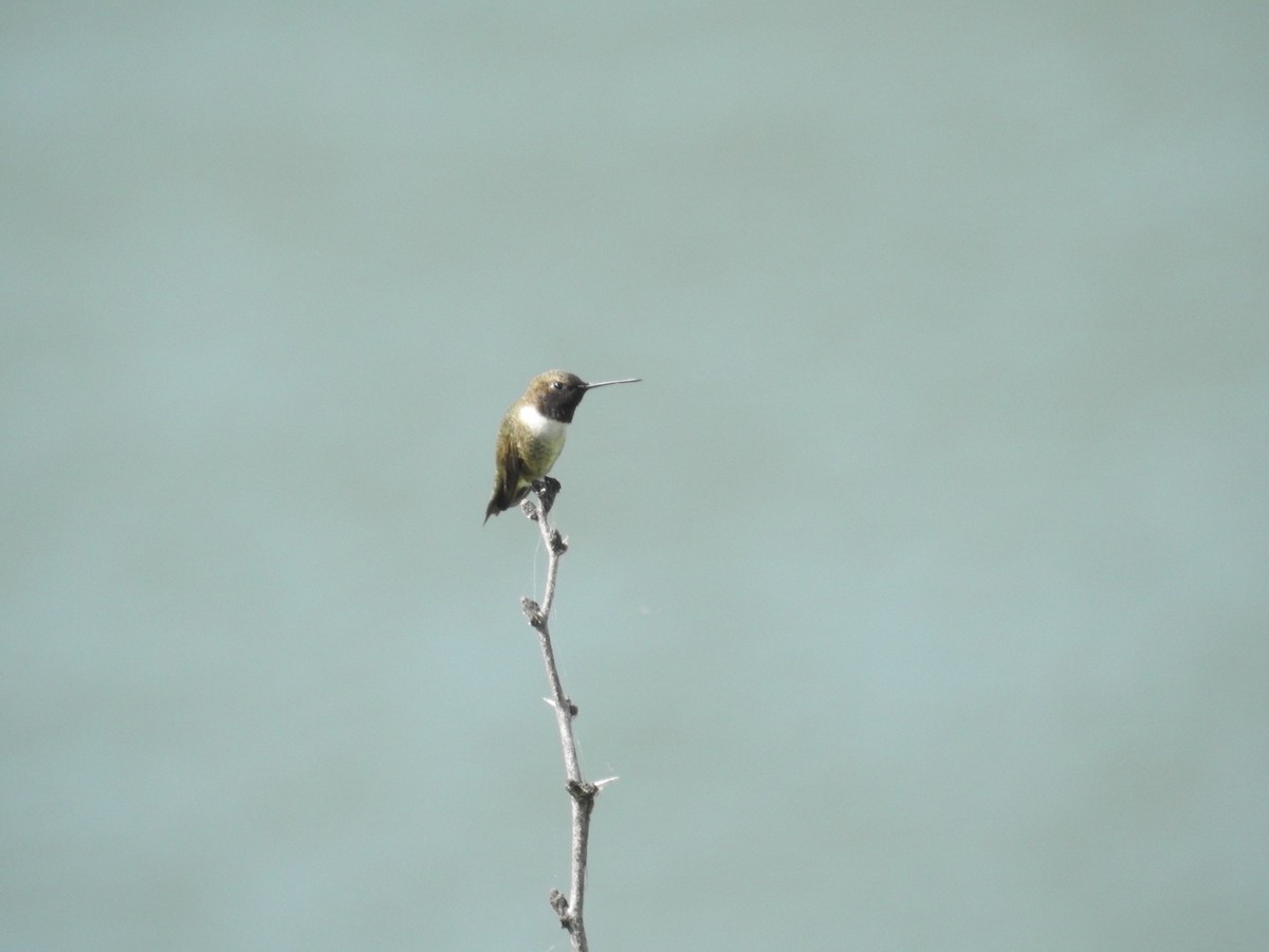 Black-chinned Hummingbird - Gayle Bachert