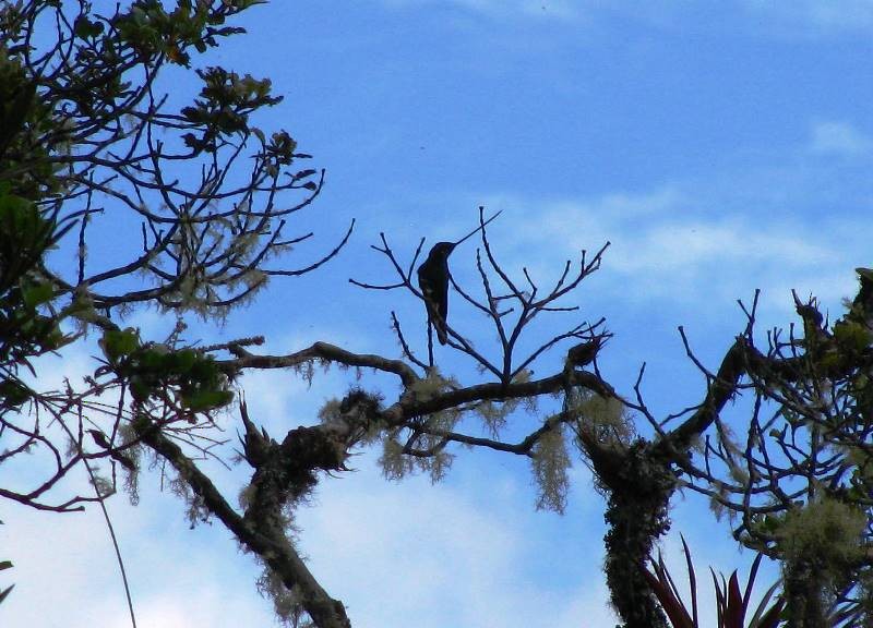 Sword-billed Hummingbird - Julio C. Tello - Ikam Expeditions