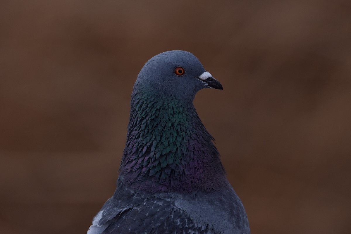 Rock Pigeon (Feral Pigeon) - Ben  Sonnenberg