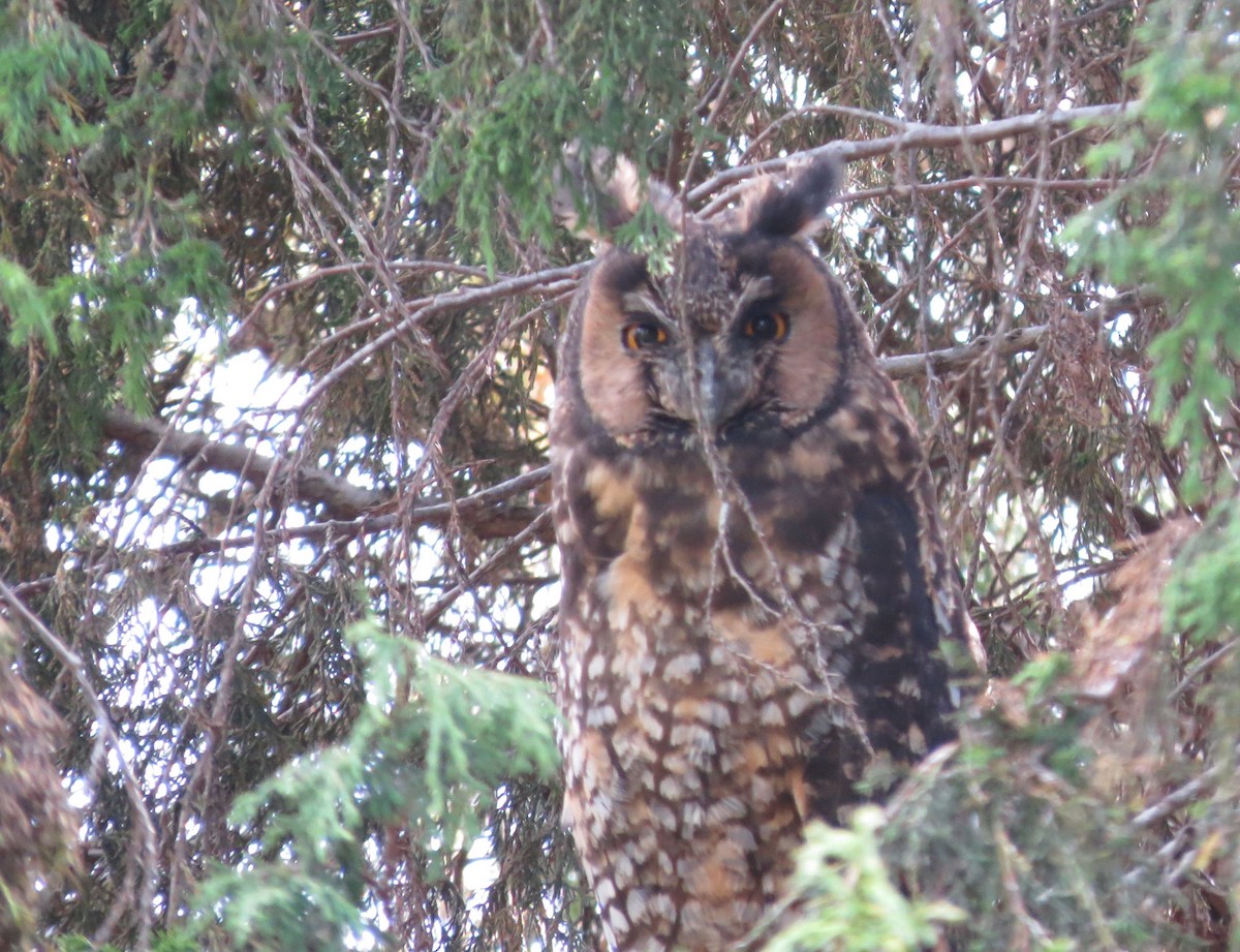 Abyssinian Owl - ML90188271