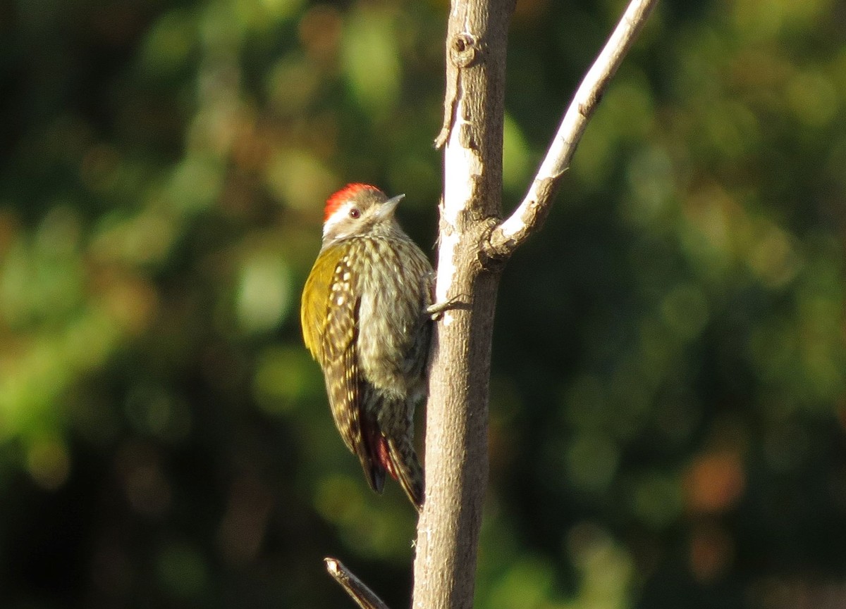 Abyssinian Woodpecker - Karen Halliday