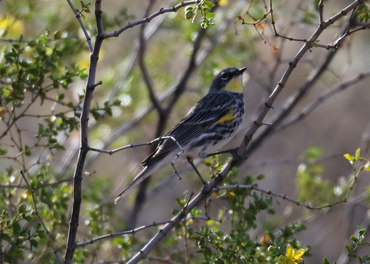 Yellow-rumped Warbler (Myrtle x Audubon's) - ML90190091