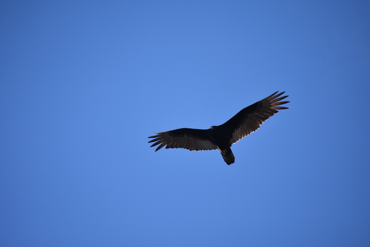 Turkey Vulture - Jack Parlapiano