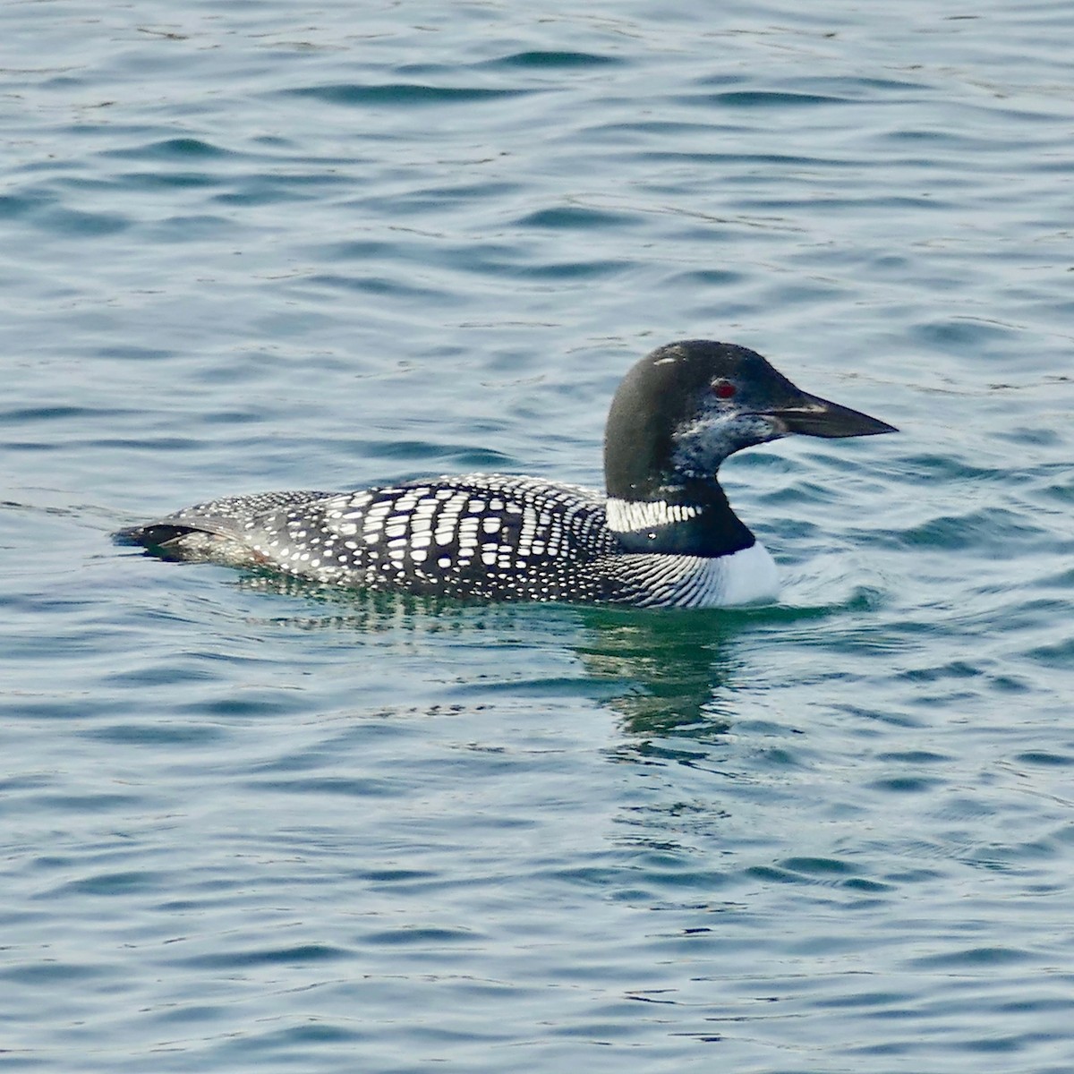 Common Loon - Don Hall
