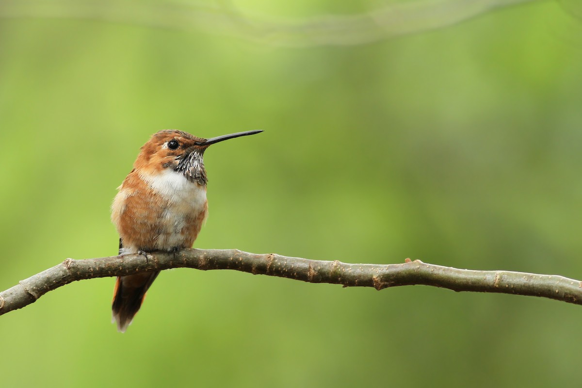 Rufous Hummingbird - Evan Lipton