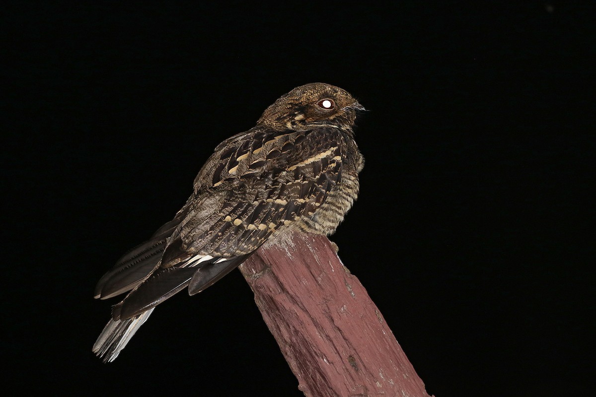 Large-tailed Nightjar - Charley Hesse TROPICAL BIRDING