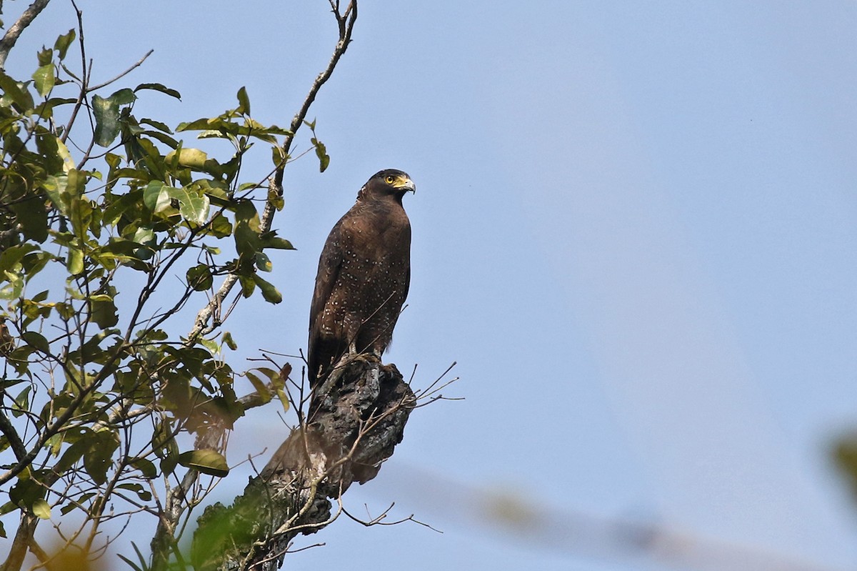 Crested Serpent-Eagle - ML90207591