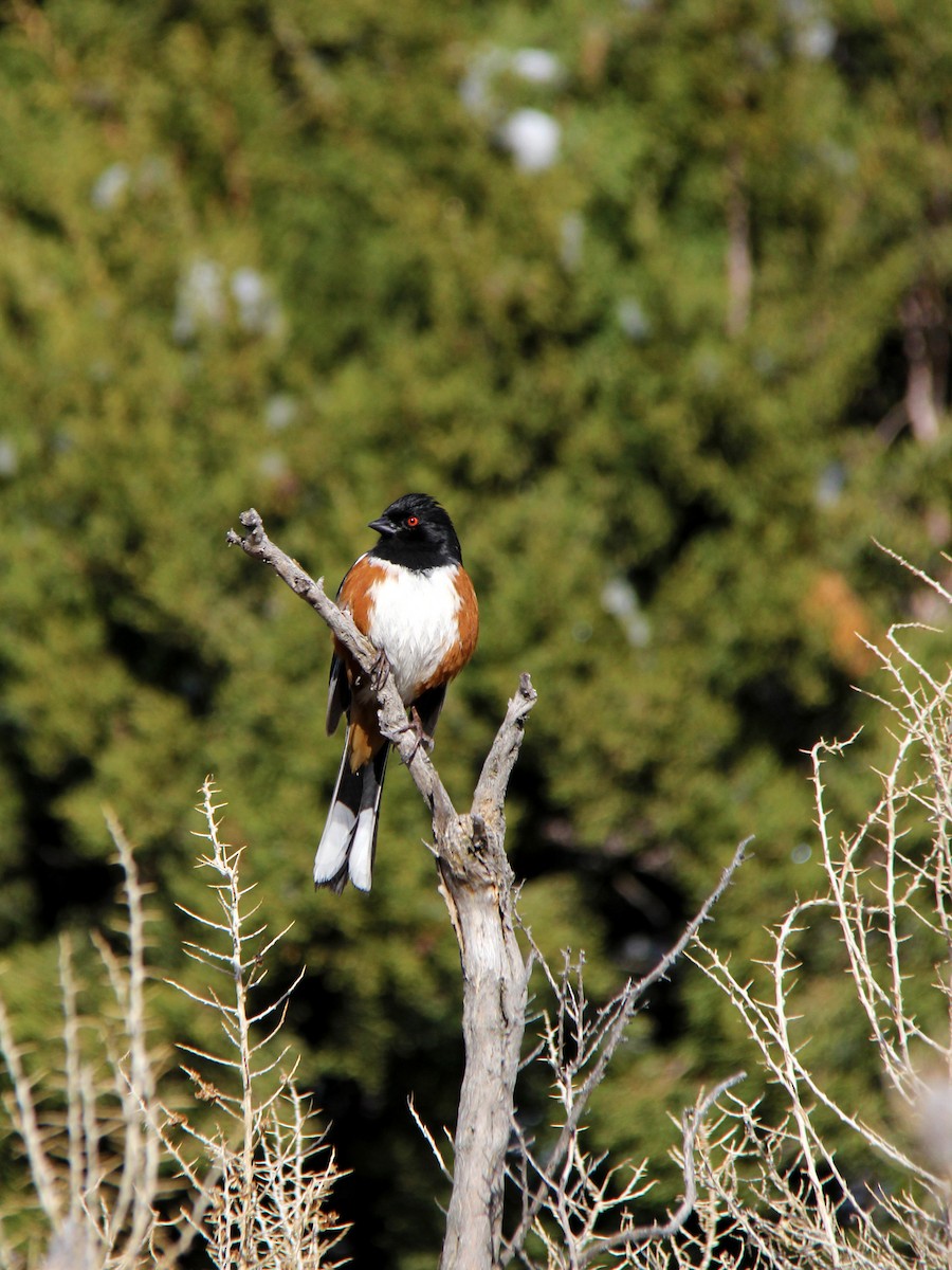 Spotted Towhee - ML90209221