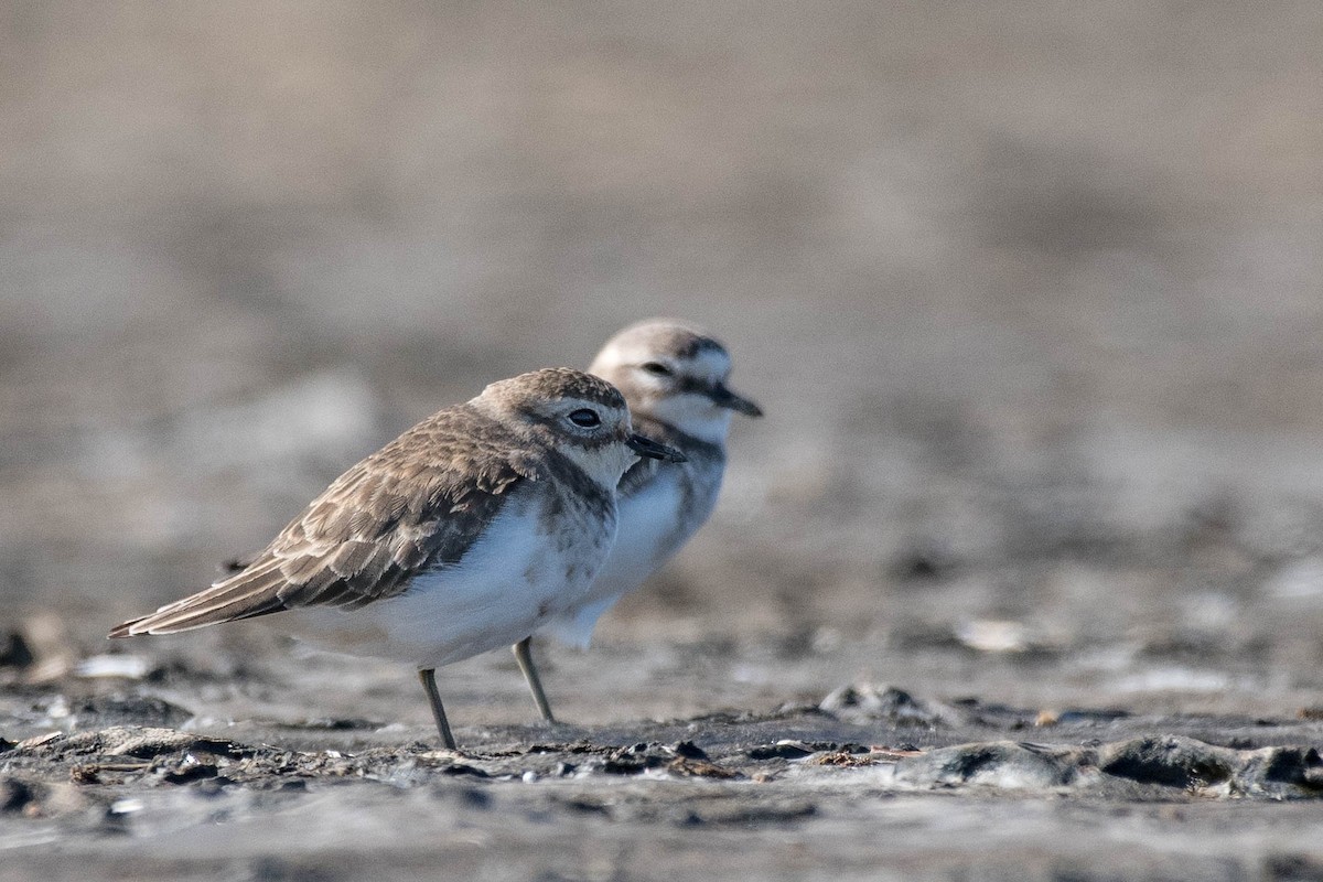Double-banded Plover - ML90210141