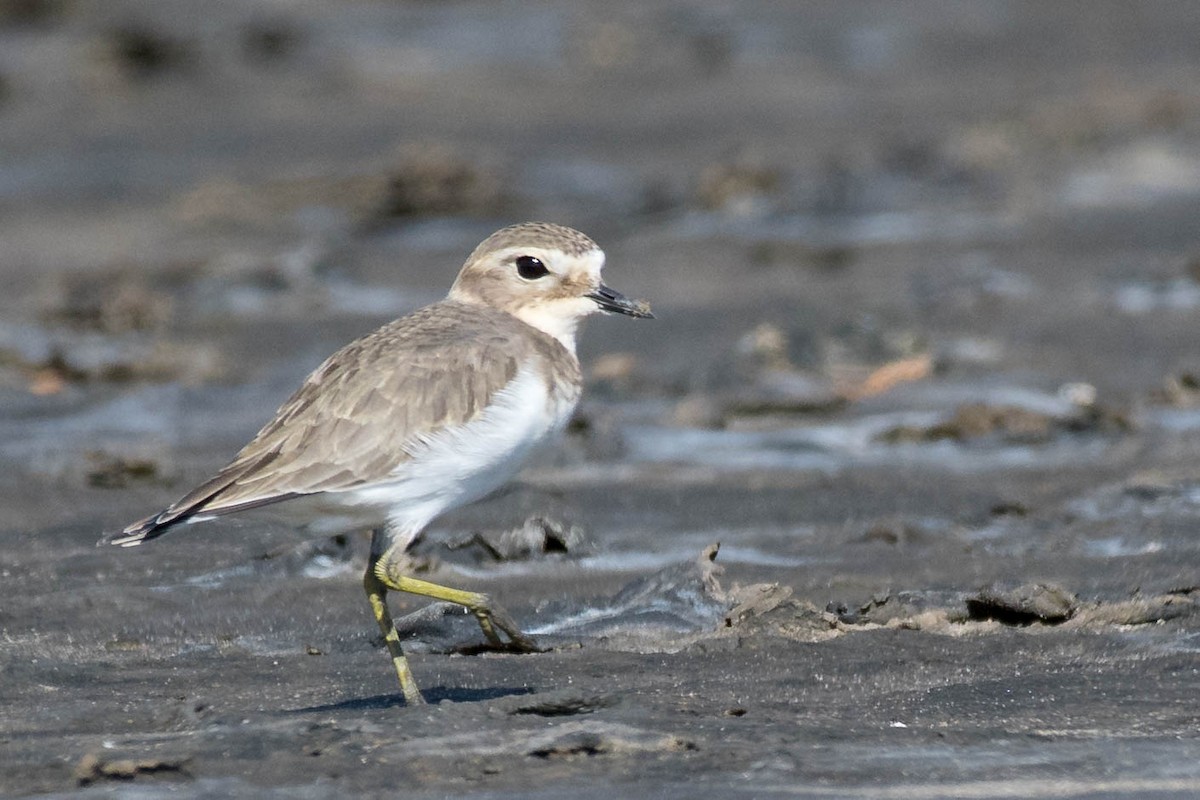 Double-banded Plover - ML90210161