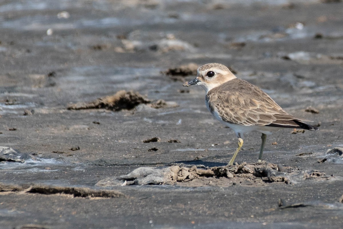 Double-banded Plover - ML90210181