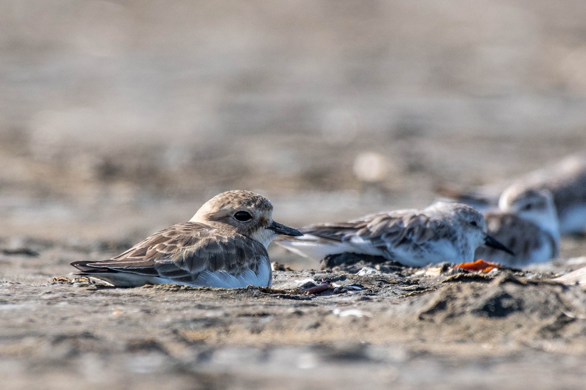 Double-banded Plover - Terence Alexander
