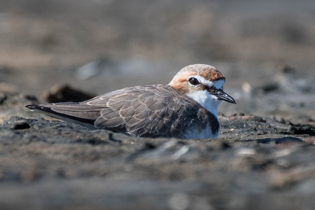 Red-capped Plover - ML90210521