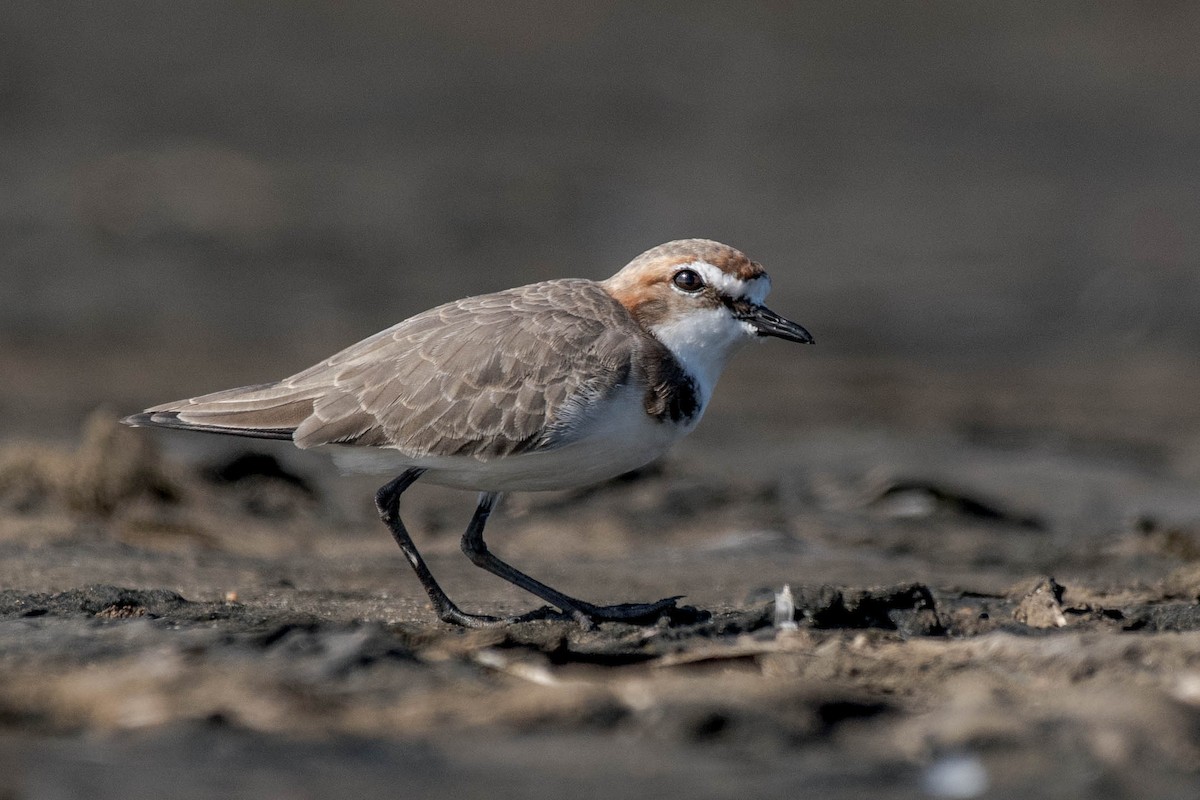 Red-capped Plover - ML90210541
