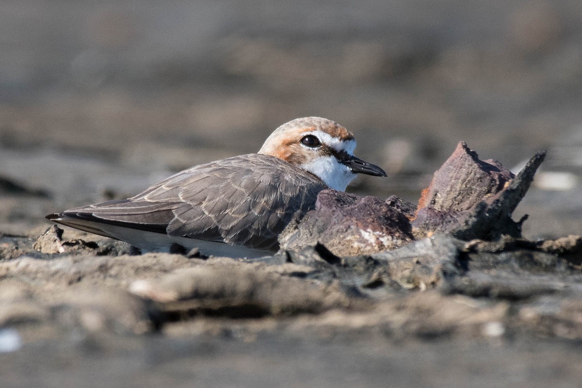 Red-capped Plover - ML90210681