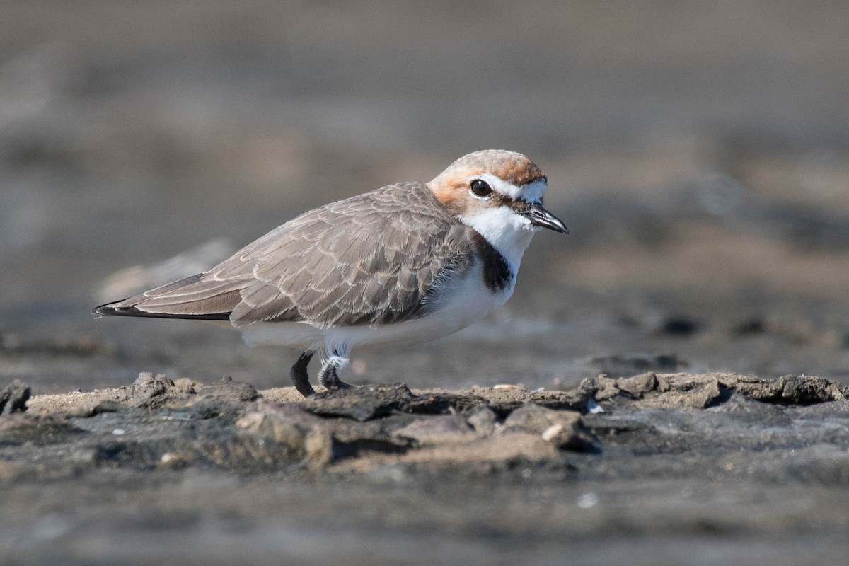 Red-capped Plover - ML90210741