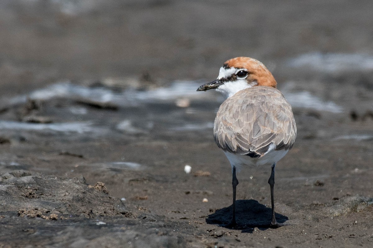 Red-capped Plover - ML90210891