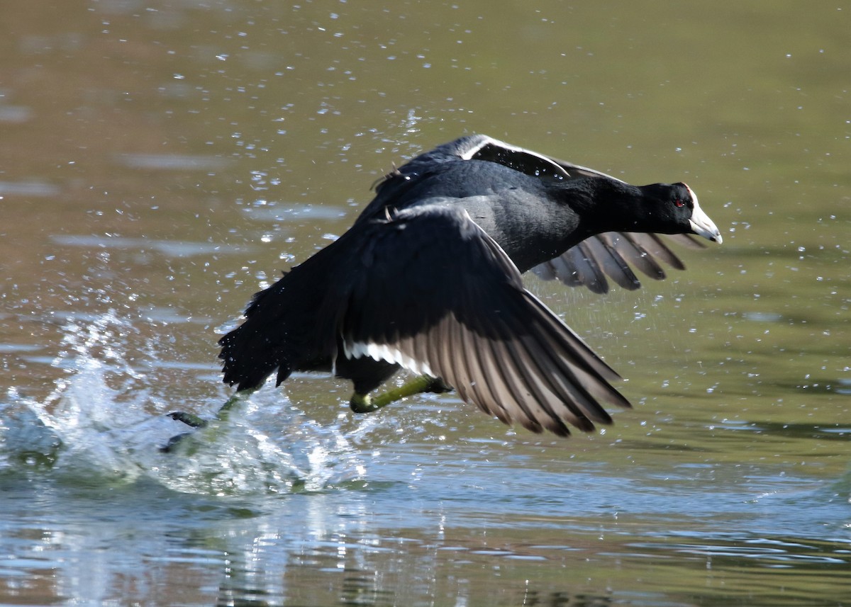 American Coot (Red-shielded) - ML90211401