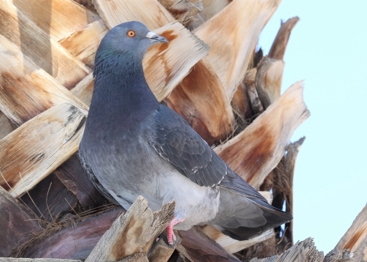 Rock Pigeon (Feral Pigeon) - ML90211541