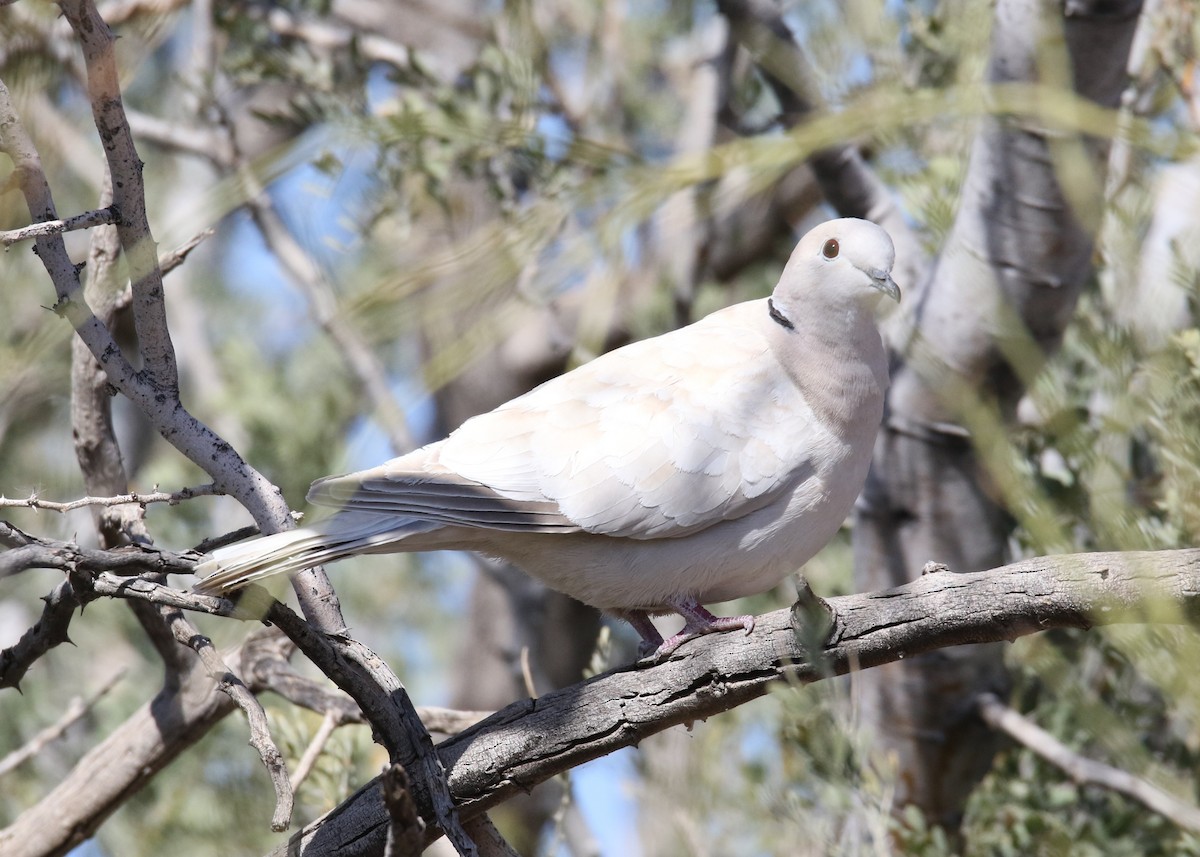 Eurasian/African Collared-Dove - ML90211651