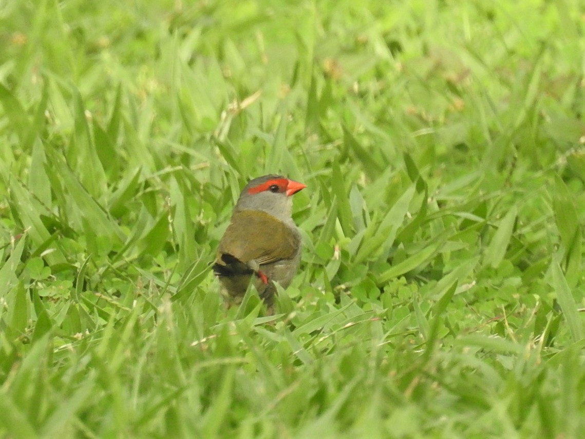 Red-browed Firetail - ML90213251