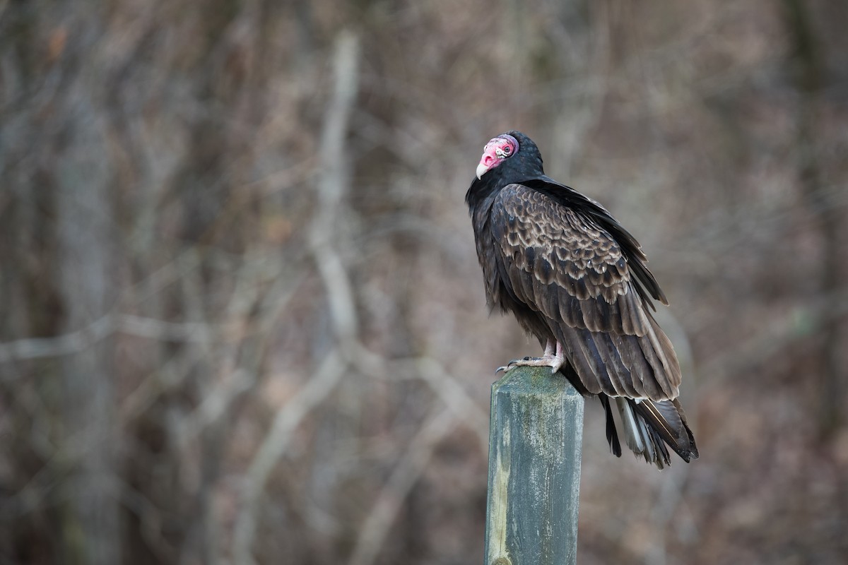 Turkey Vulture - Ryan Sanderson
