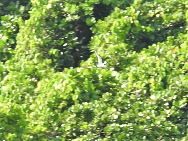 White-tailed Tropicbird - Debbi Senechal