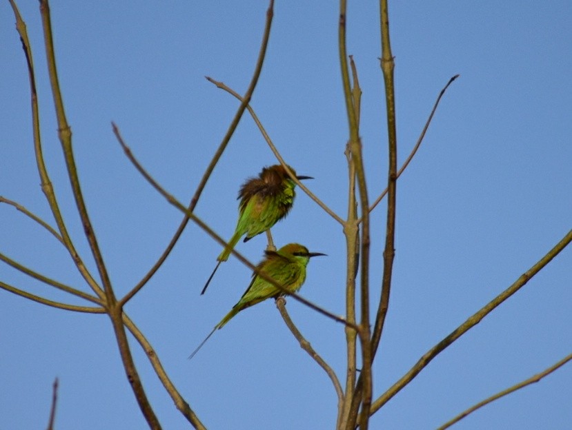 Asian Green Bee-eater - Kushagra Rajendra