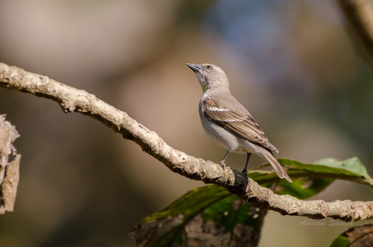 Yellow-throated Sparrow - Abhiram Sankar